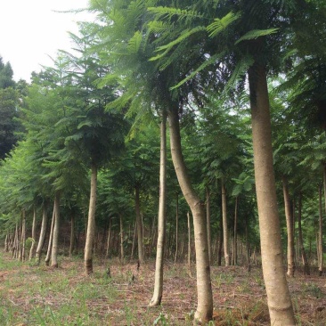 蓝花楹小苗一50公分