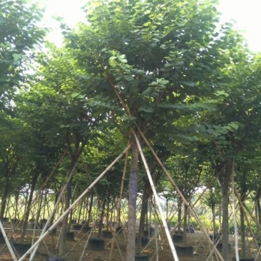 蓝花楹小苗一45公分