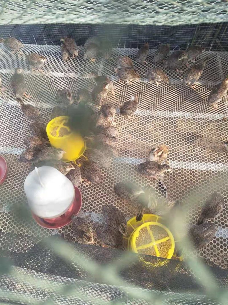 鸡苗