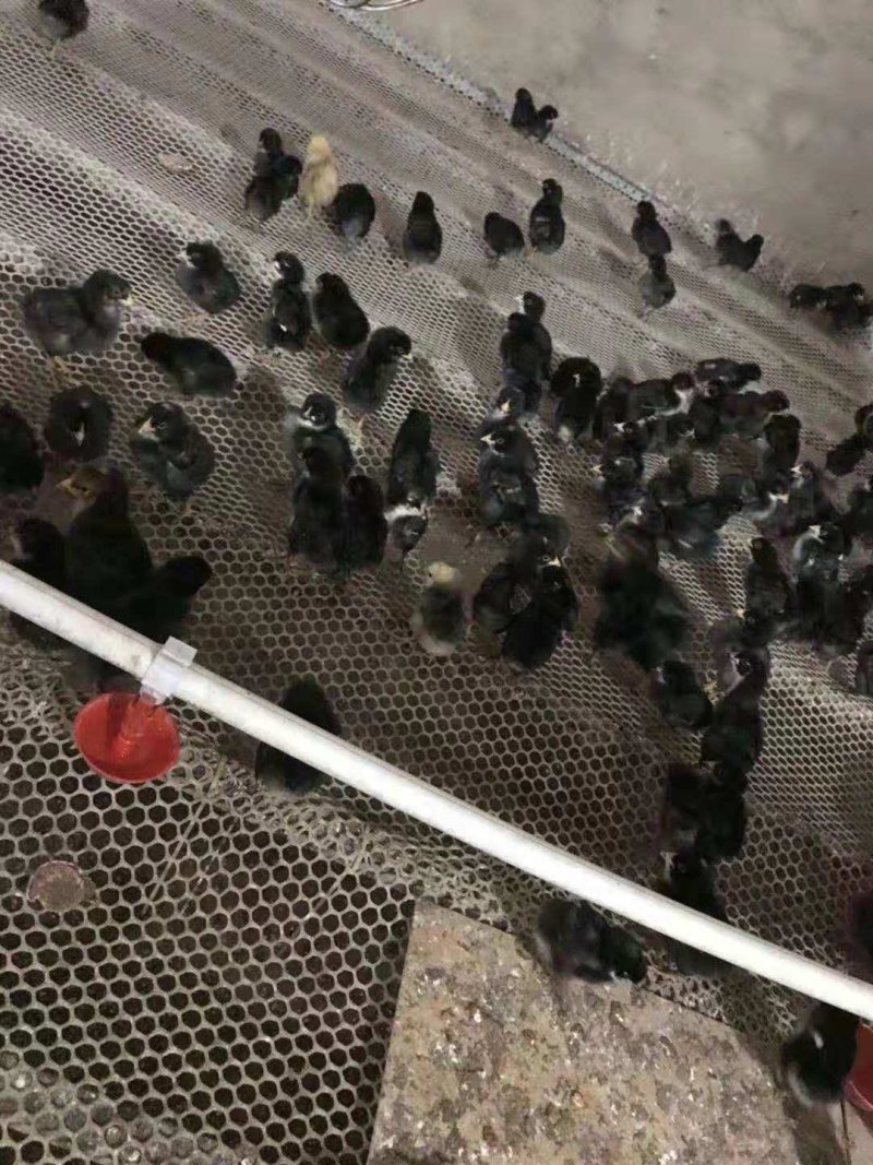鸡苗