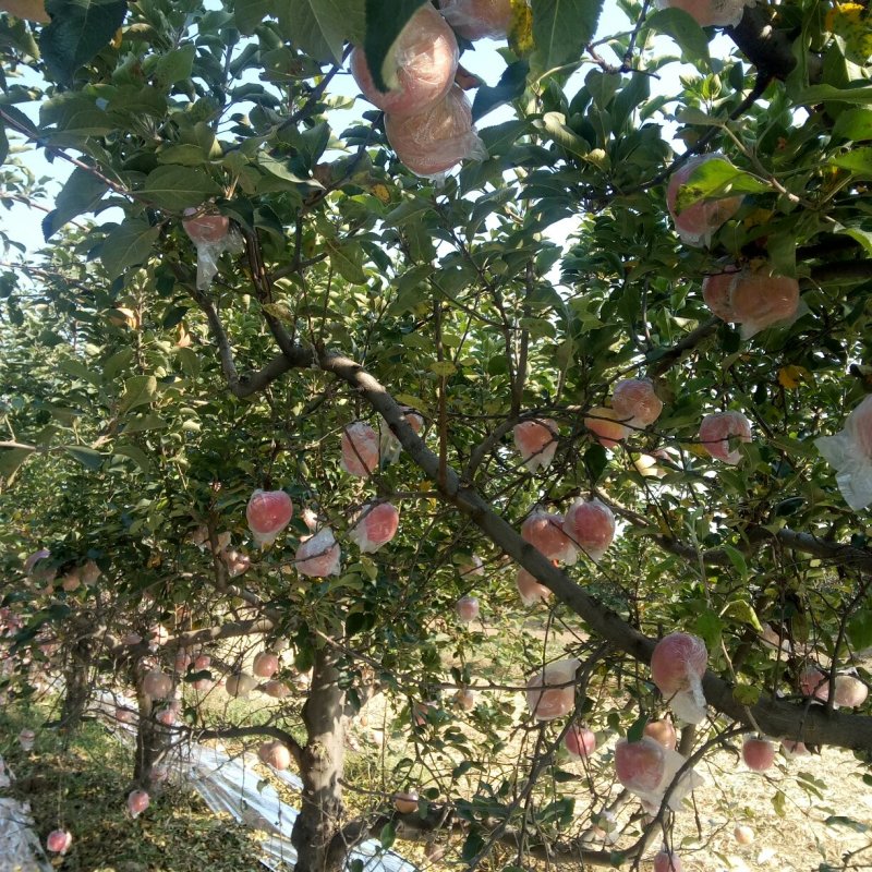 苹果山西红富土冰糖心苹果纸十膜代红富士规格齐全
