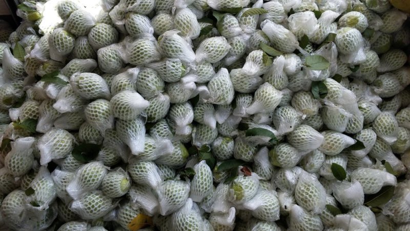 红心芭乐大量供应货源充足，新鲜采摘，量大从优