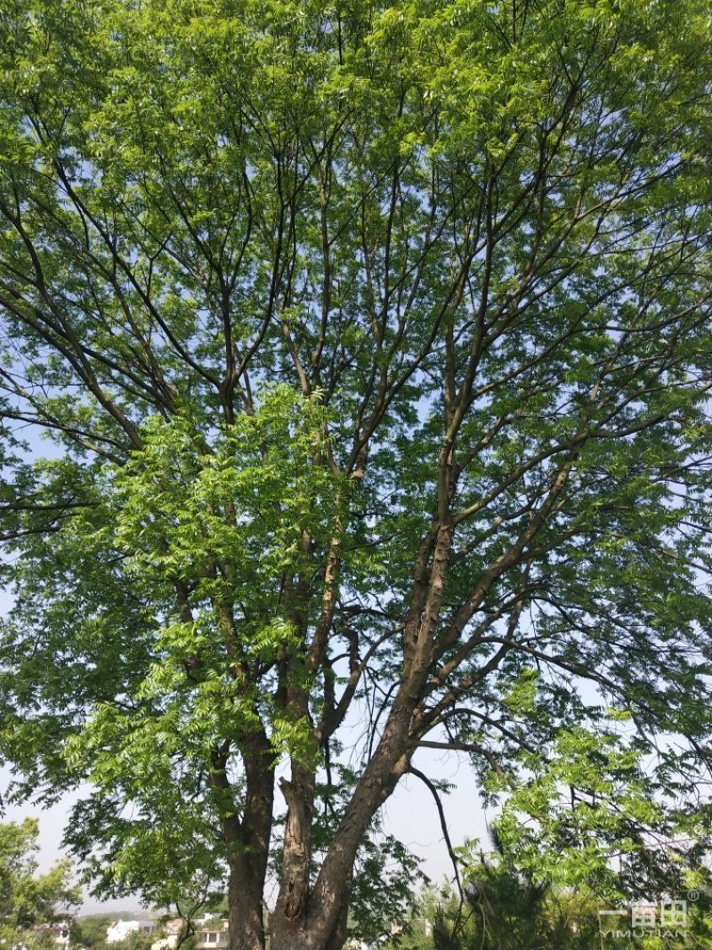 朴树小苗一20公分