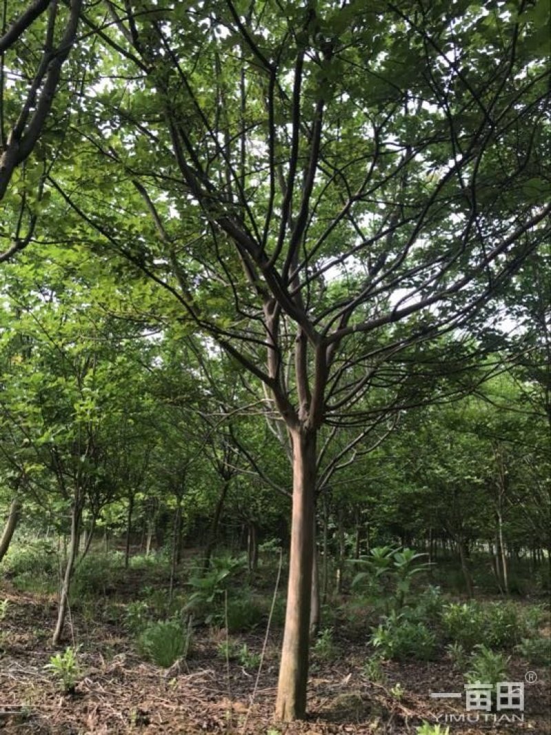 朴树小苗一20公分