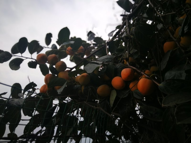 富平大尖柿
