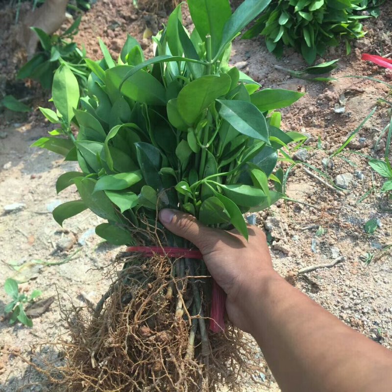 极品非洲茉莉插苗