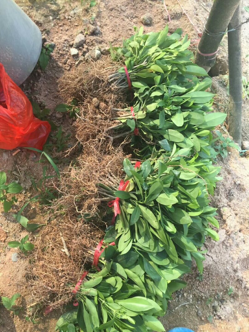 极品非洲茉莉插苗