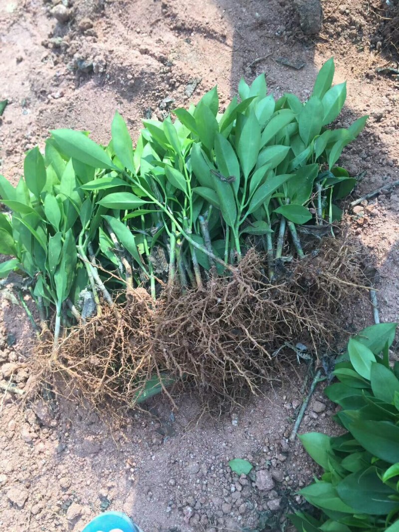 极品非洲茉莉插苗