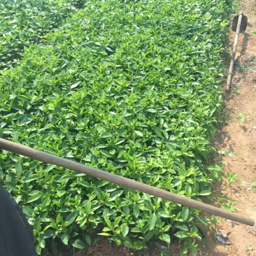 极品非洲茉莉插苗