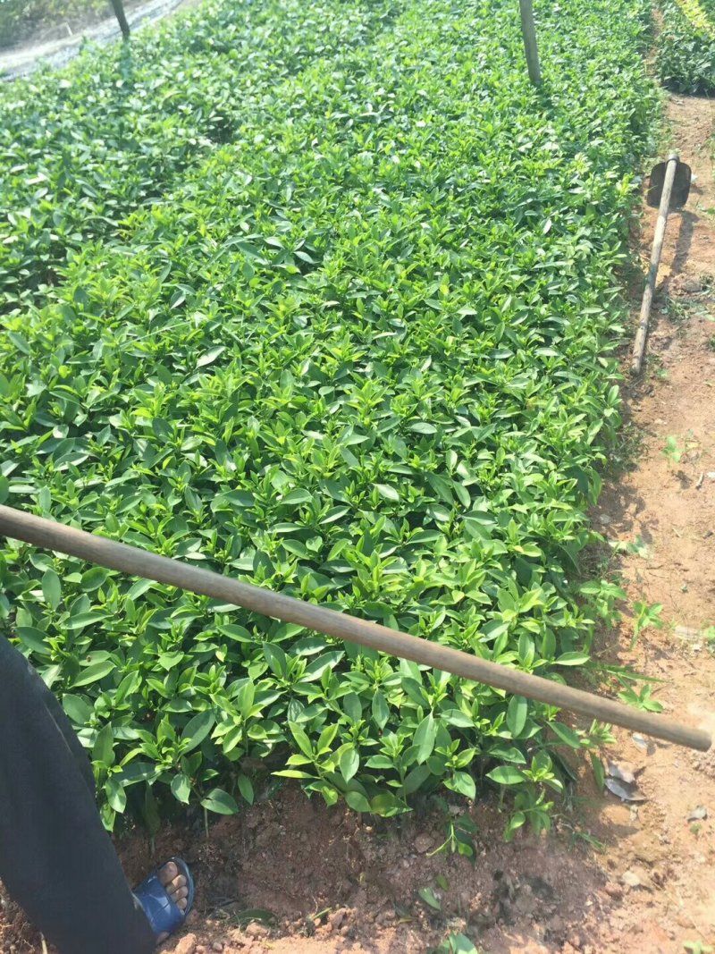 极品非洲茉莉插苗