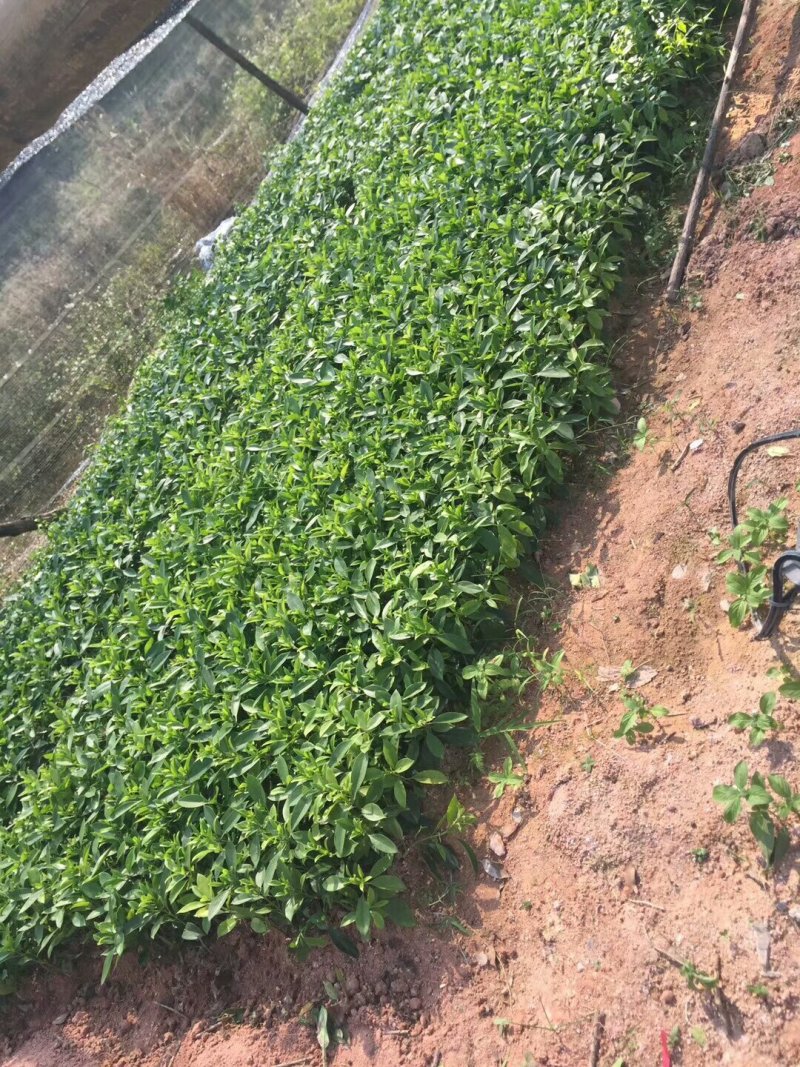 极品非洲茉莉插苗