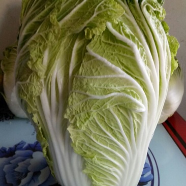 白菜
