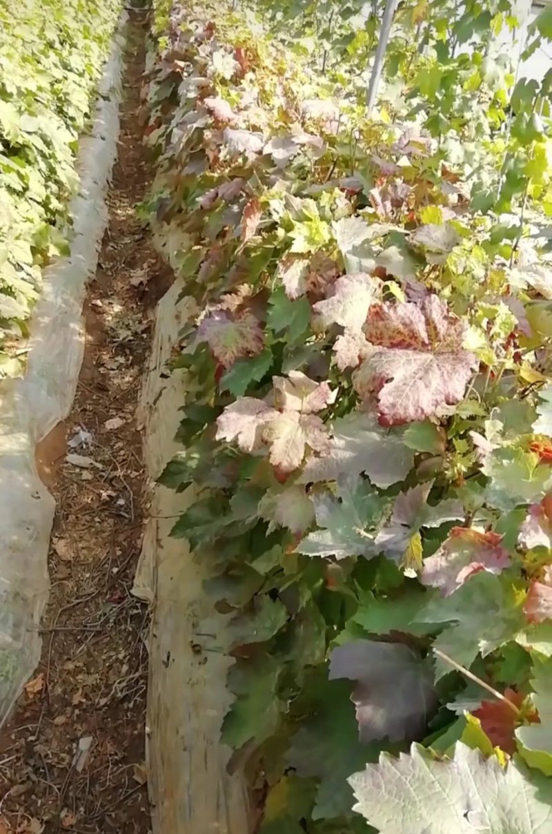 甜蜜蓝宝石巨盛一号阳光玫瑰夏黑葡萄苗