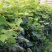 甜蜜蓝宝石巨盛一号阳光玫瑰夏黑葡萄苗