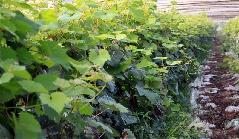 甜蜜蓝宝石巨盛一号阳光玫瑰夏黑葡萄苗