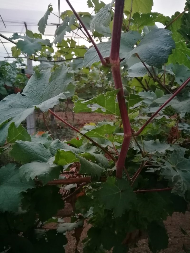 甜蜜蓝宝石巨盛一号阳光玫瑰夏黑葡萄苗