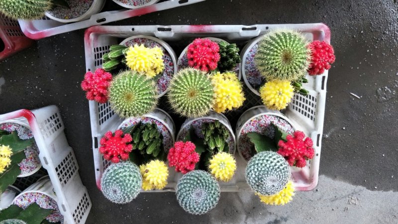 仙人球大四