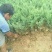 大量供应，40-60公分沙地柏，营养钵沙地柏