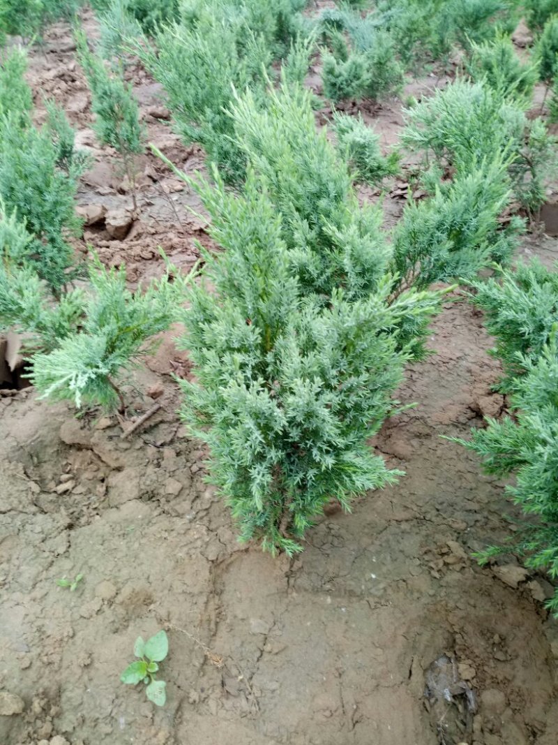 大量供应，40-60公分沙地柏，营养钵沙地柏