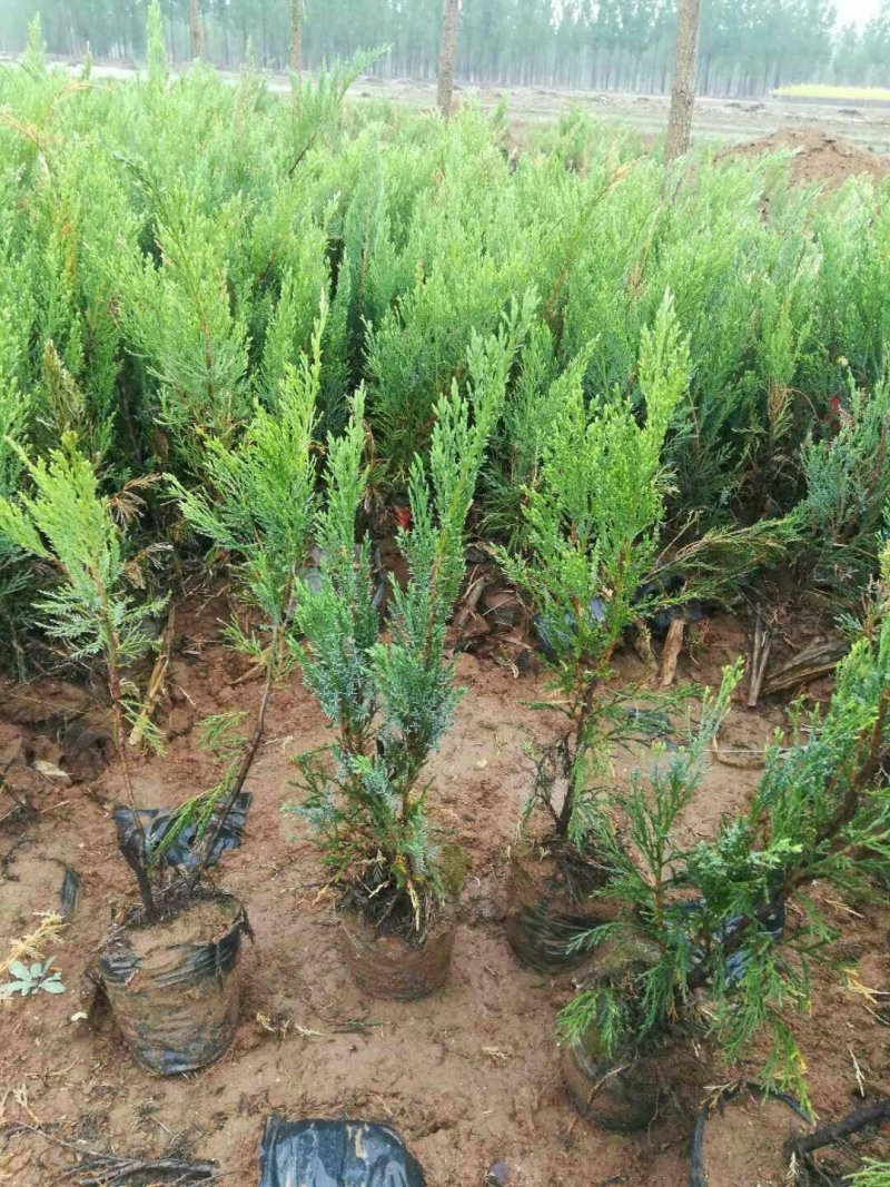 大量供应，40-60公分沙地柏，营养钵沙地柏