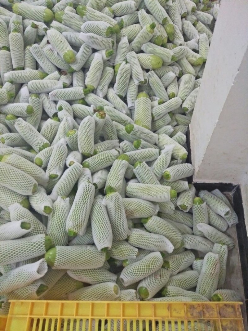 西葫芦。黄瓜小瓜都有需要的联系。
