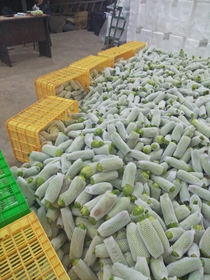 西葫芦。黄瓜小瓜都有需要的联系。