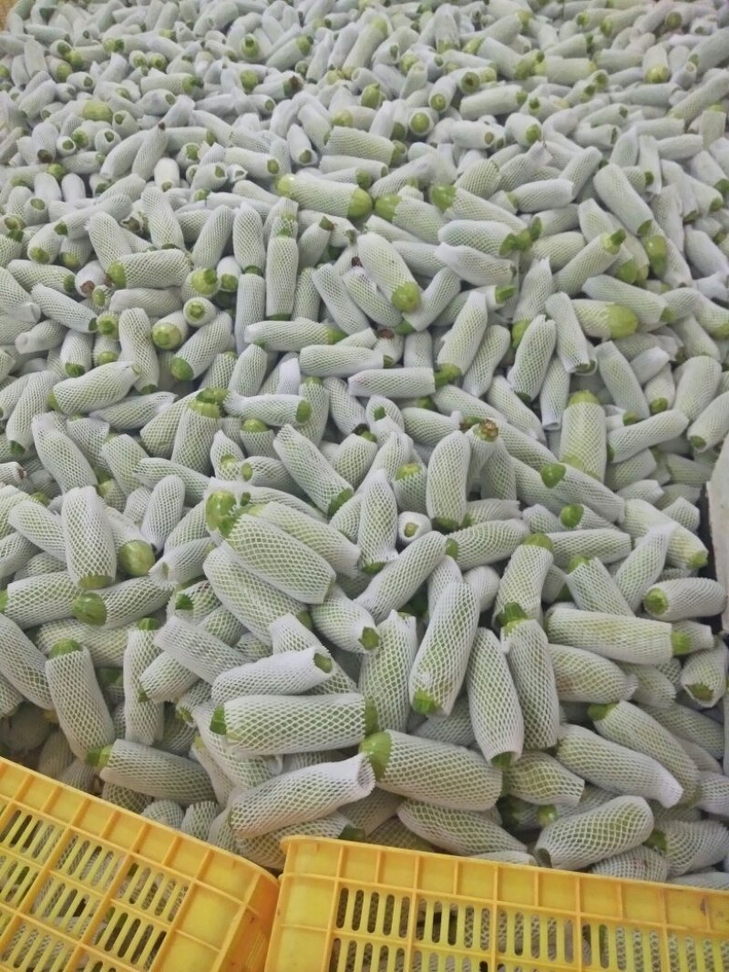 西葫芦。黄瓜小瓜都有需要的联系。