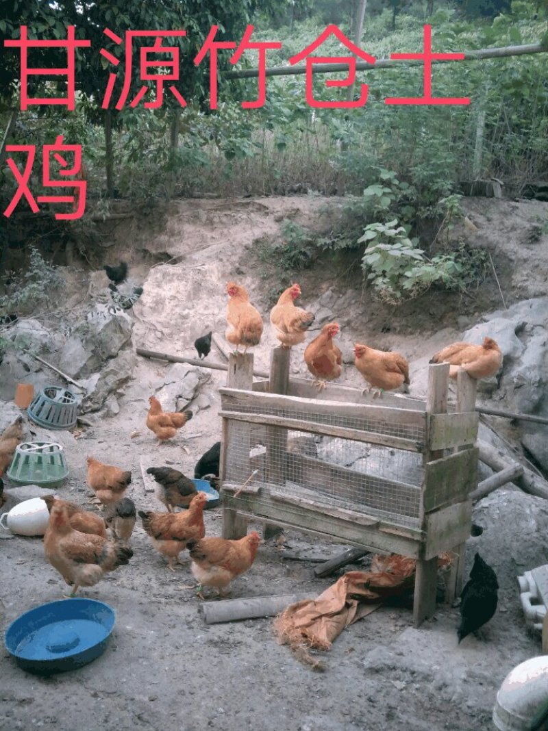 土鸡