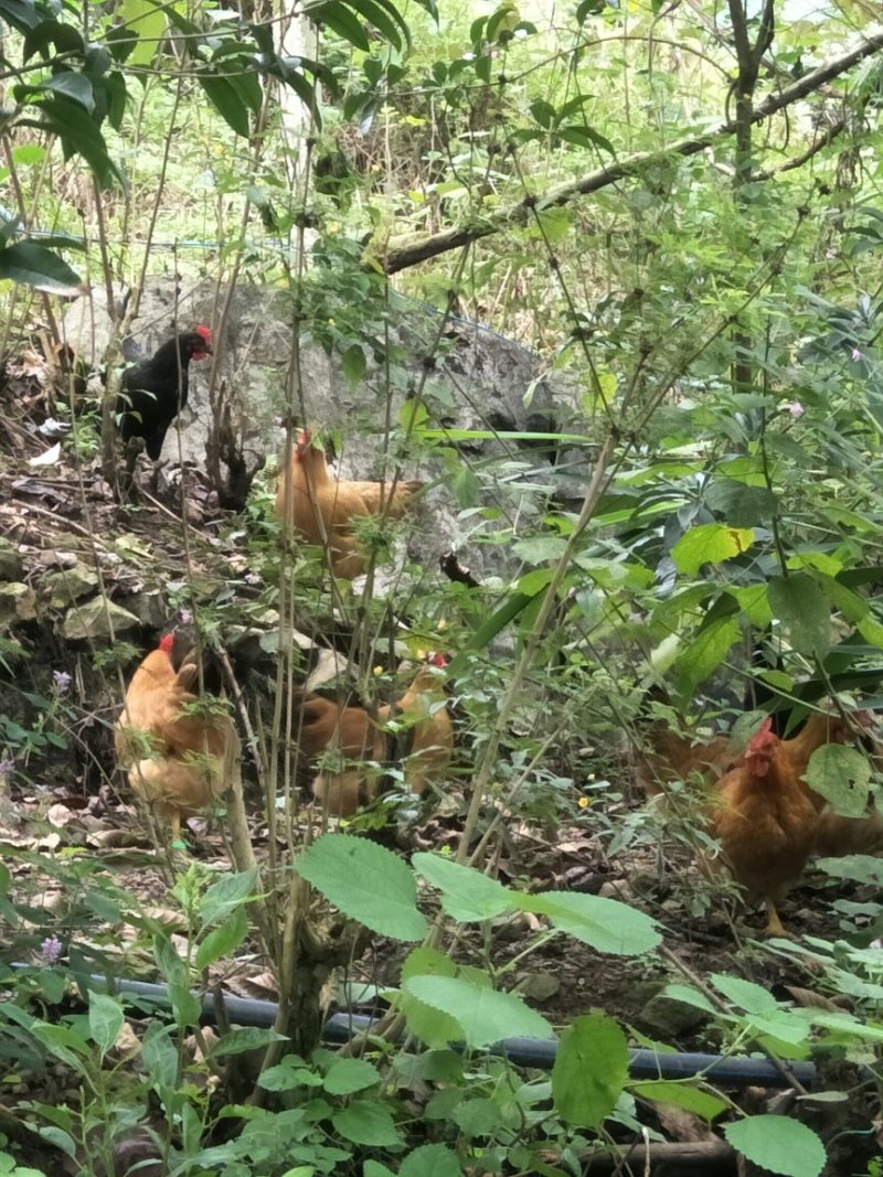 土鸡