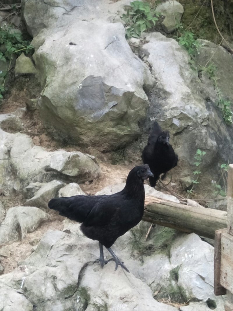 土鸡