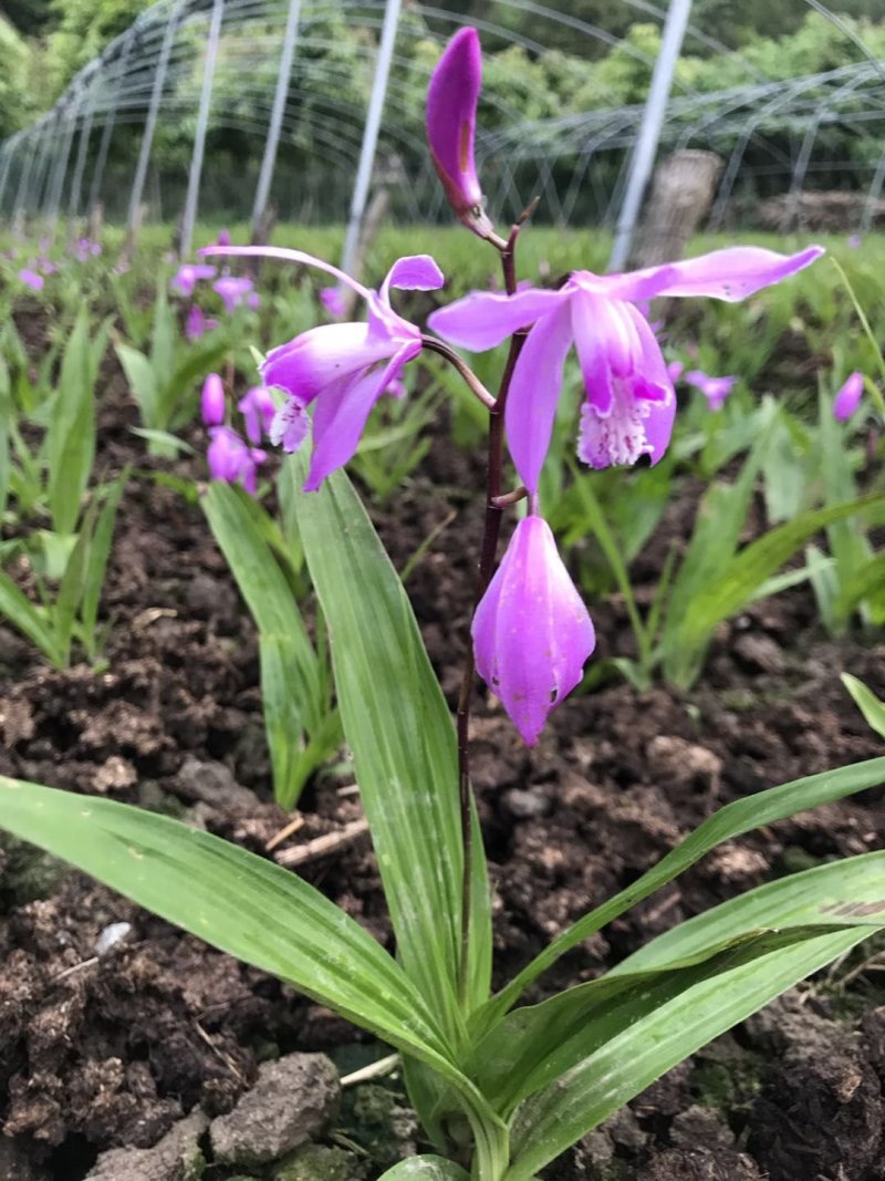 陕西汉中产紫花白芨块茎
