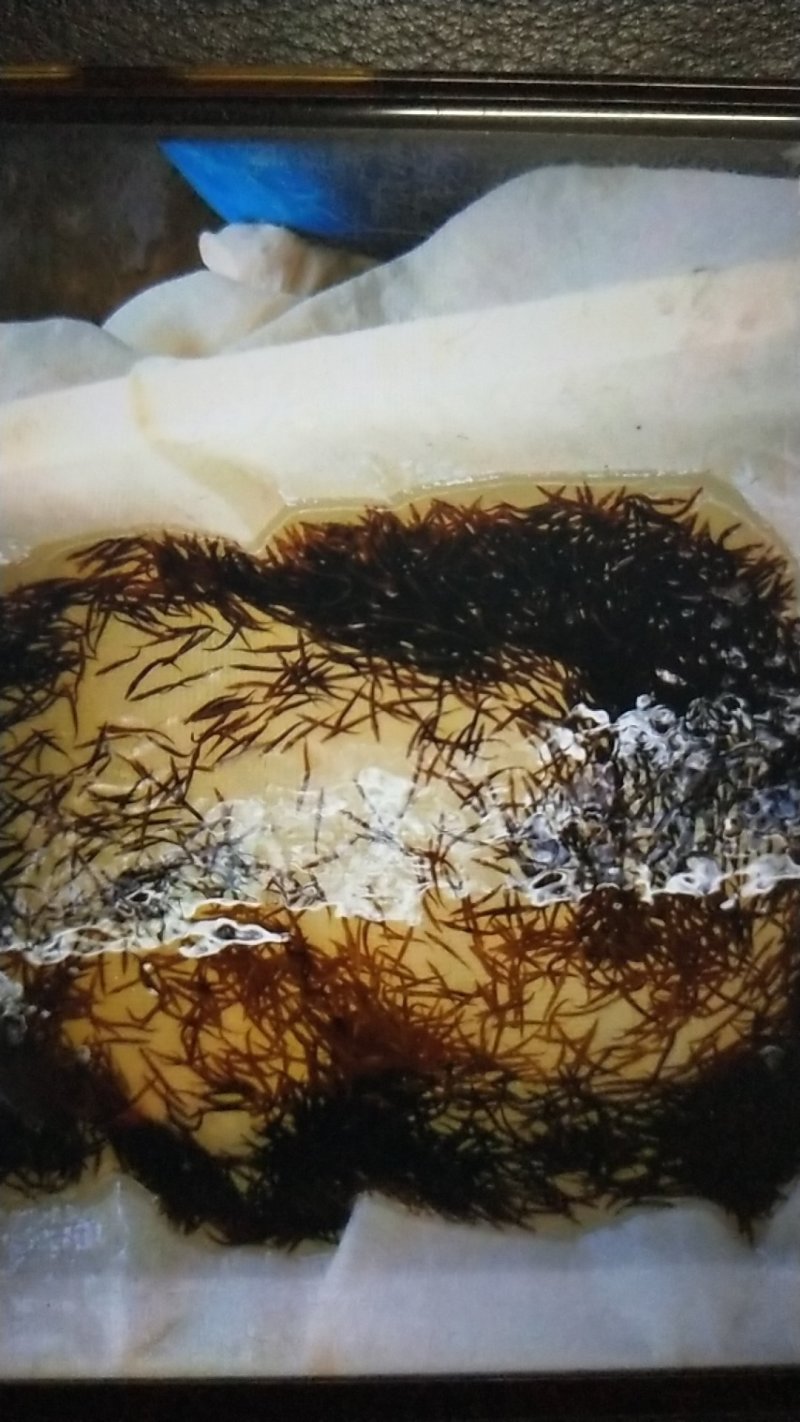 刺鳅中华刺鳅苗/中华沙鳅苗/芝麻据鱼苗包回收成品/