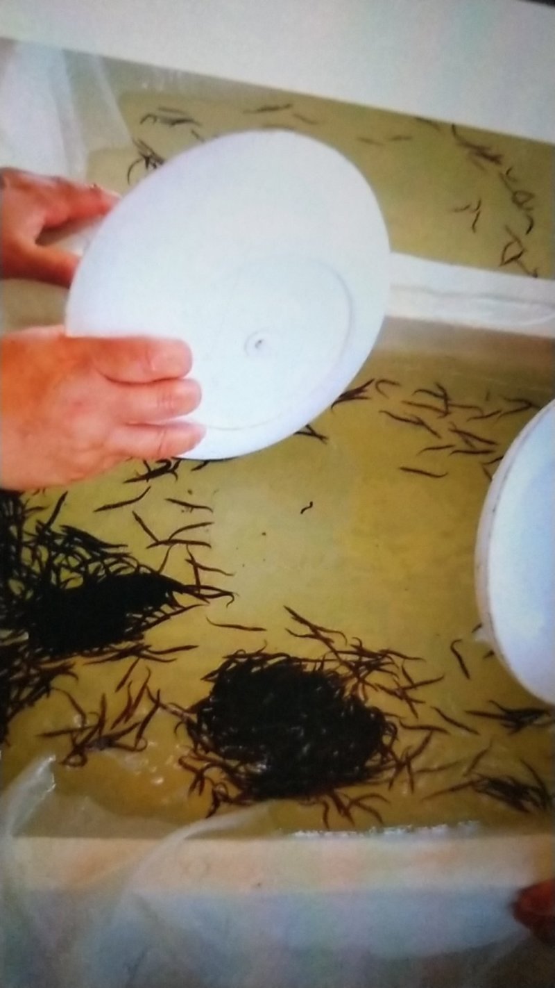 刺鳅中华刺鳅苗/中华沙鳅苗/芝麻据鱼苗包回收成品/