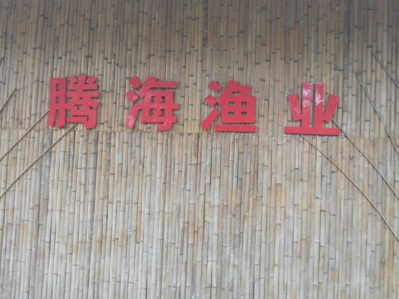 泥鳅水花/泥鳅苗批发/签合同回收/技术指导