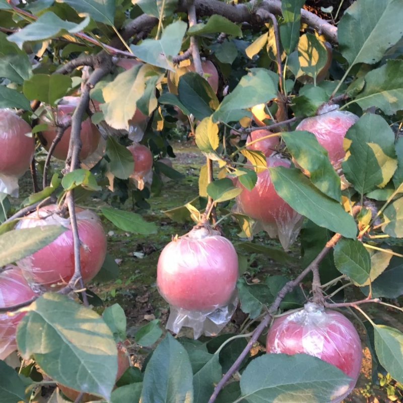 红富士苹果个头大颜色好口感脆