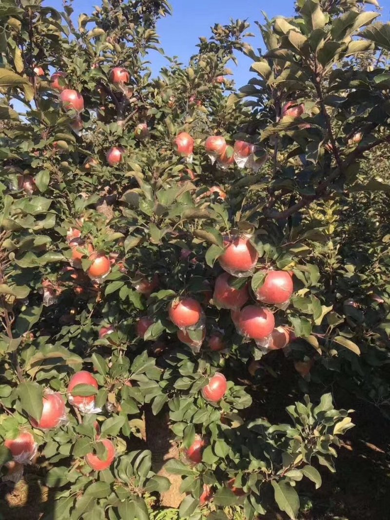 红富士苹果个头大颜色好口感脆