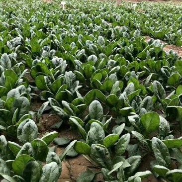 山东精品菠菜大量上市热卖中对接电商农贸商超支持物流发货