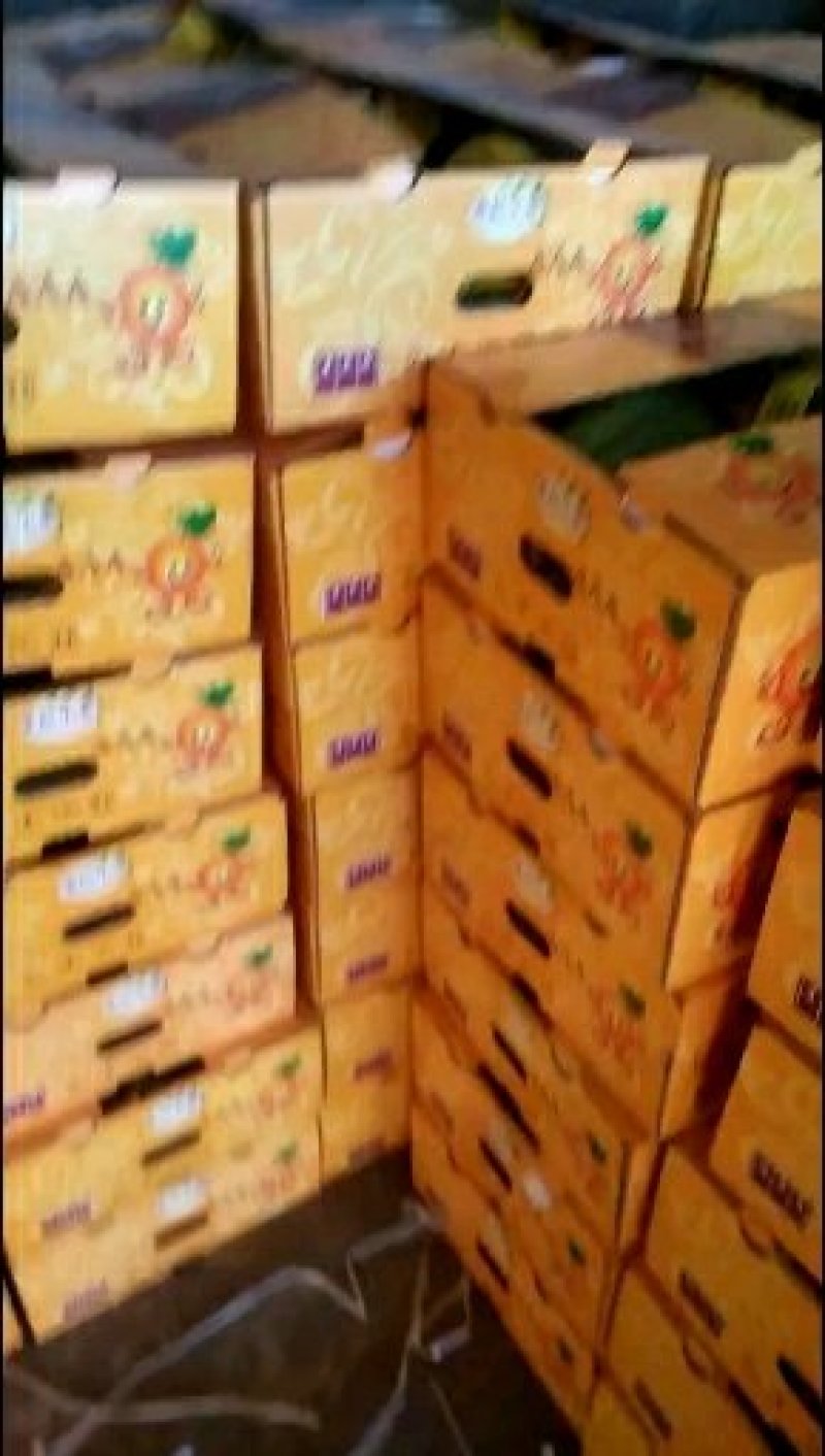 【精选】山东寿光耀珑小蜜25哈密瓜大量上市，诚信代办量大