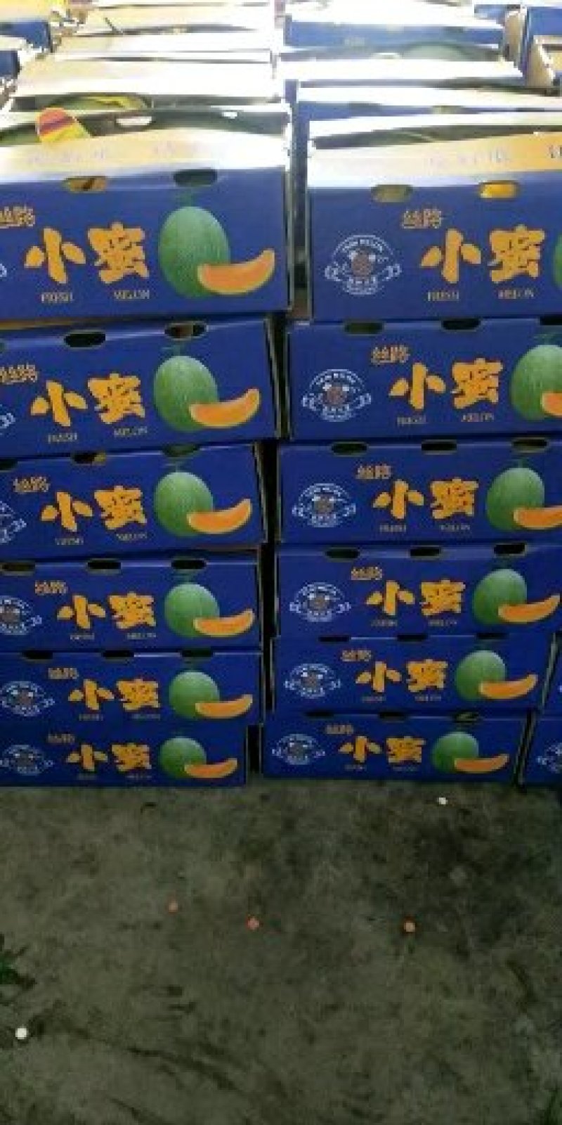 【精选】山东寿光耀珑小蜜25哈密瓜大量上市，诚信代办量大