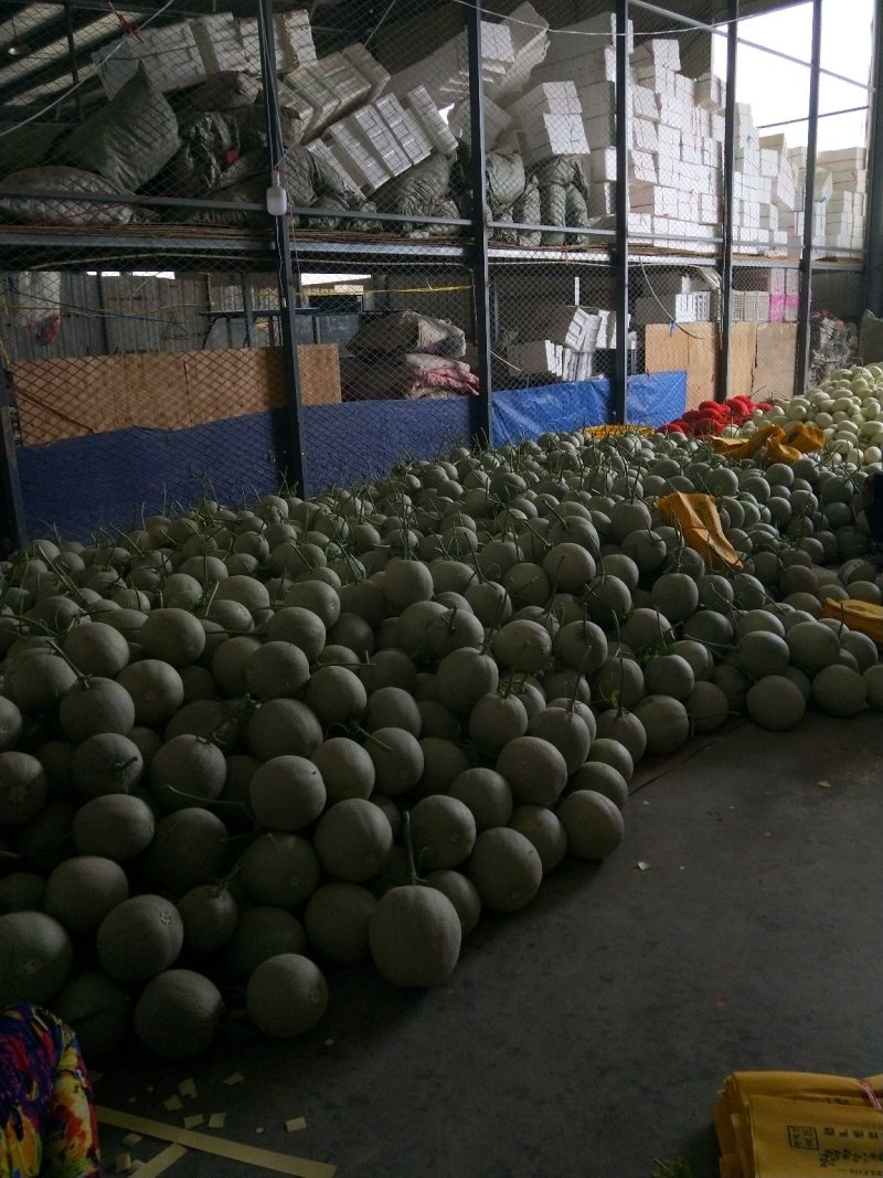 【精选】山东寿光耀珑小蜜25哈密瓜大量上市，诚信代办量大