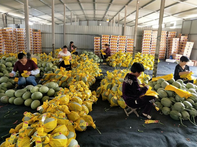 【精选】山东寿光耀珑小蜜25哈密瓜大量上市，诚信代办量大