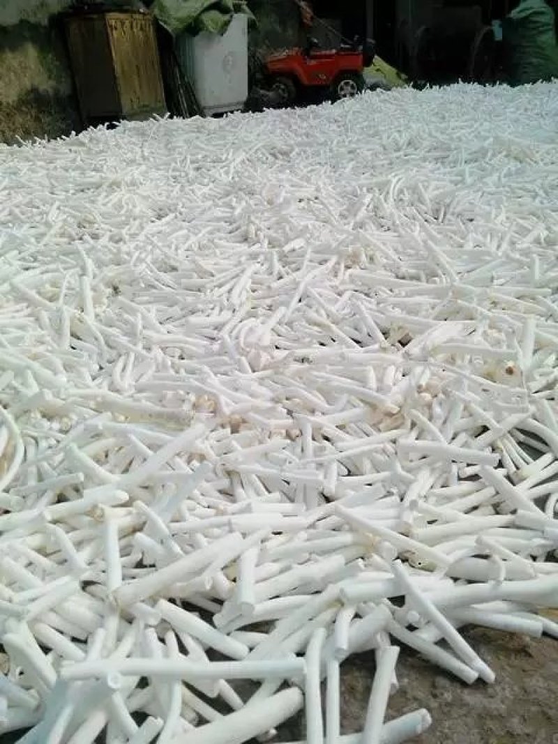 大通草