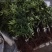花椒苗