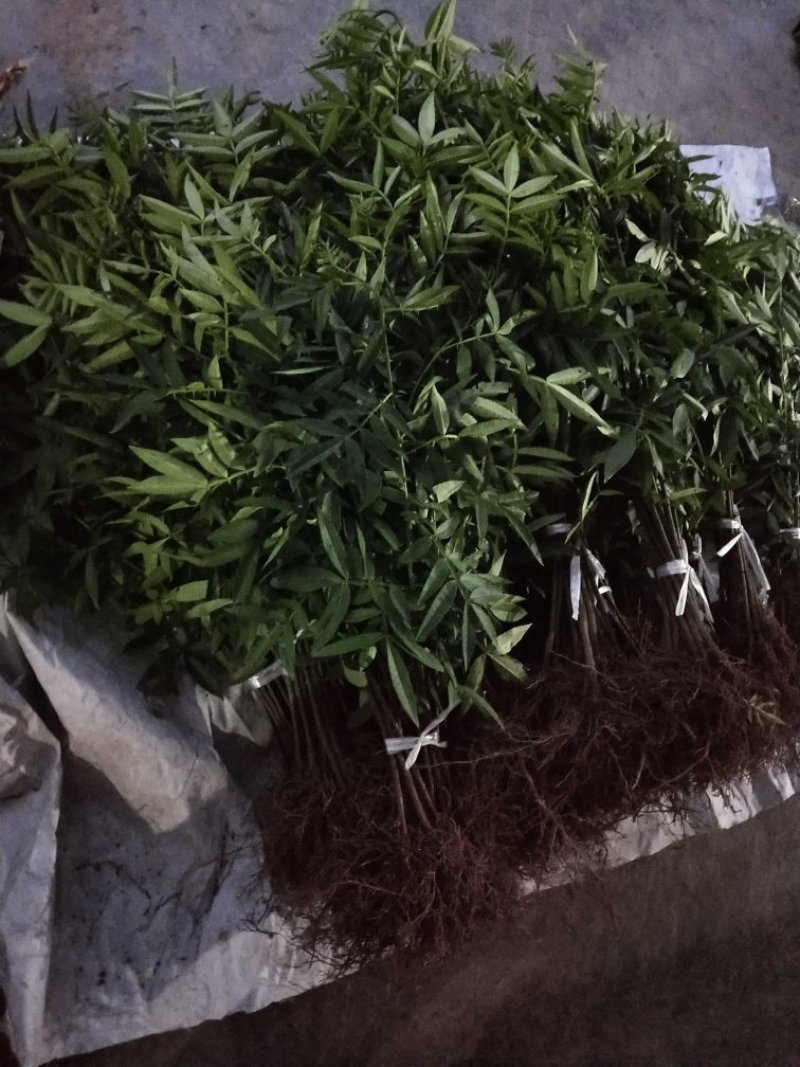 花椒苗