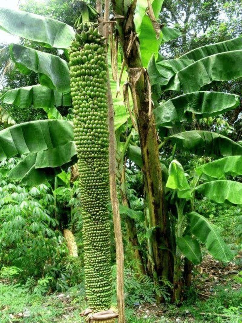 千指蕉【海南岛引进的新品种，又叫霸王蕉，欢迎选购】