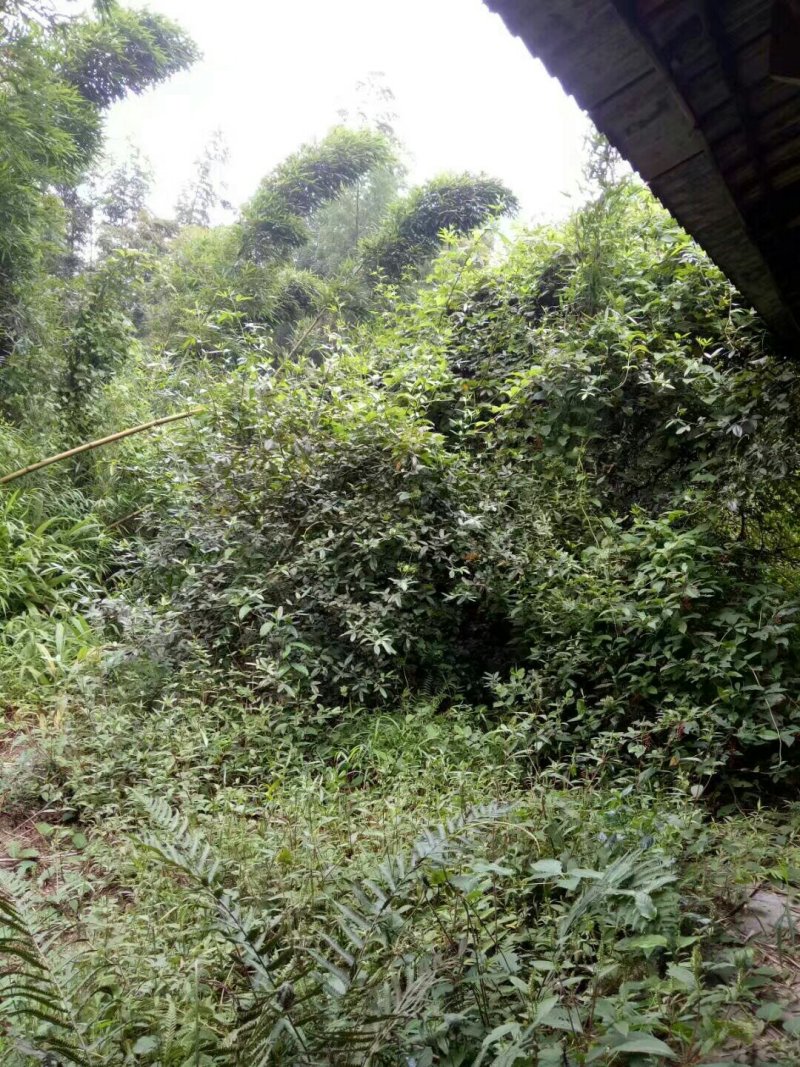 宅基地耕地养值林地