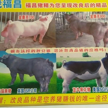黑猪