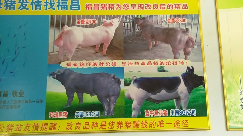 黑猪