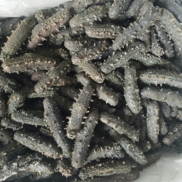 海参