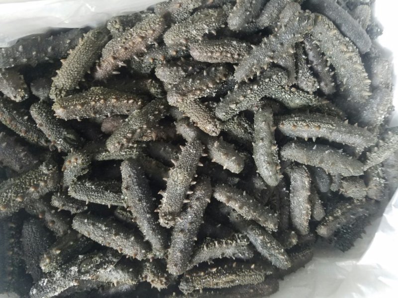 海参
